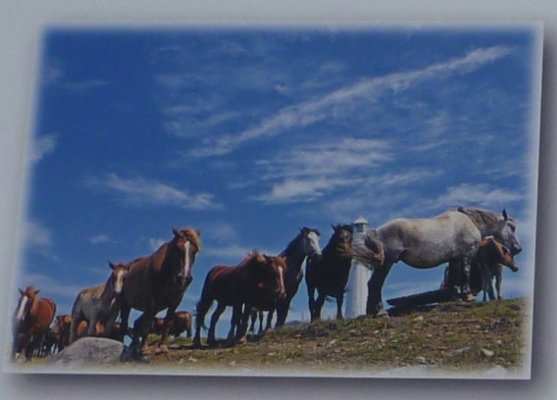 尻屋崎灯台の周辺を歩く寒立馬の写真