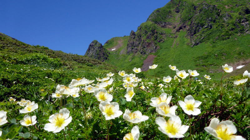 秋田駒ヶ岳の通称「ムーミン谷」に咲くチングルマ