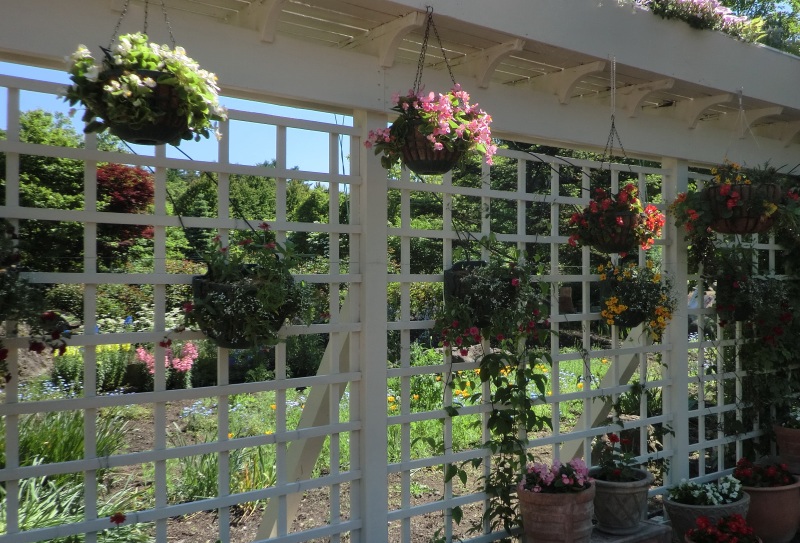 サラダファーム