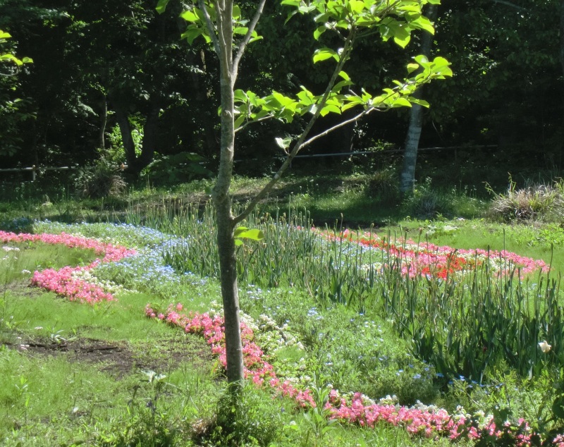 サラダファーム