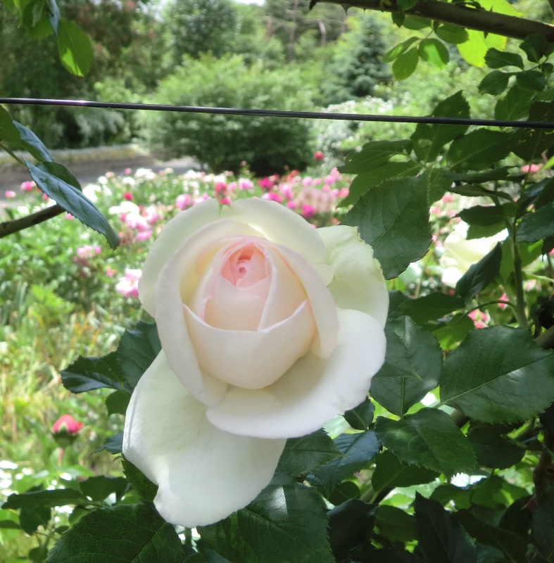 サラダファーム