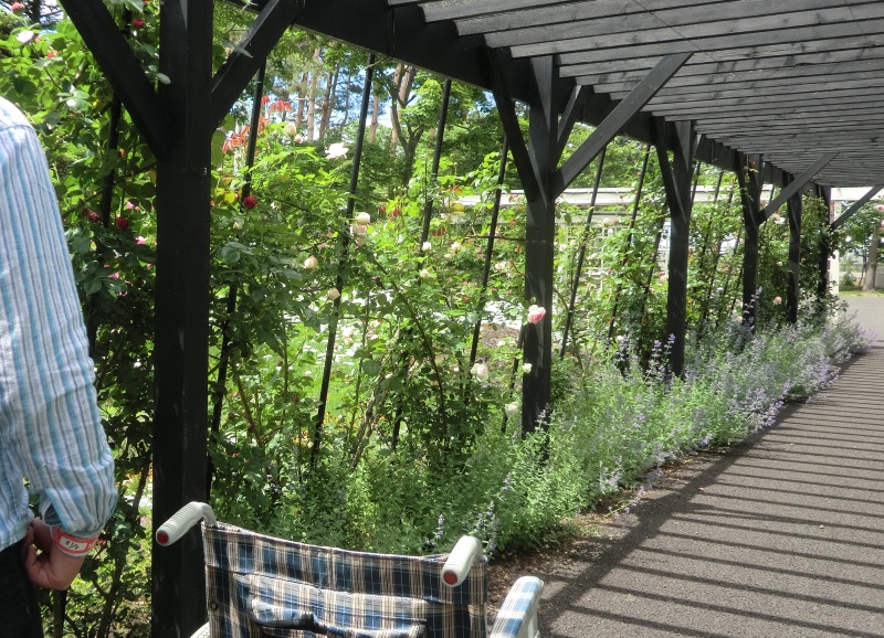 サラダファーム