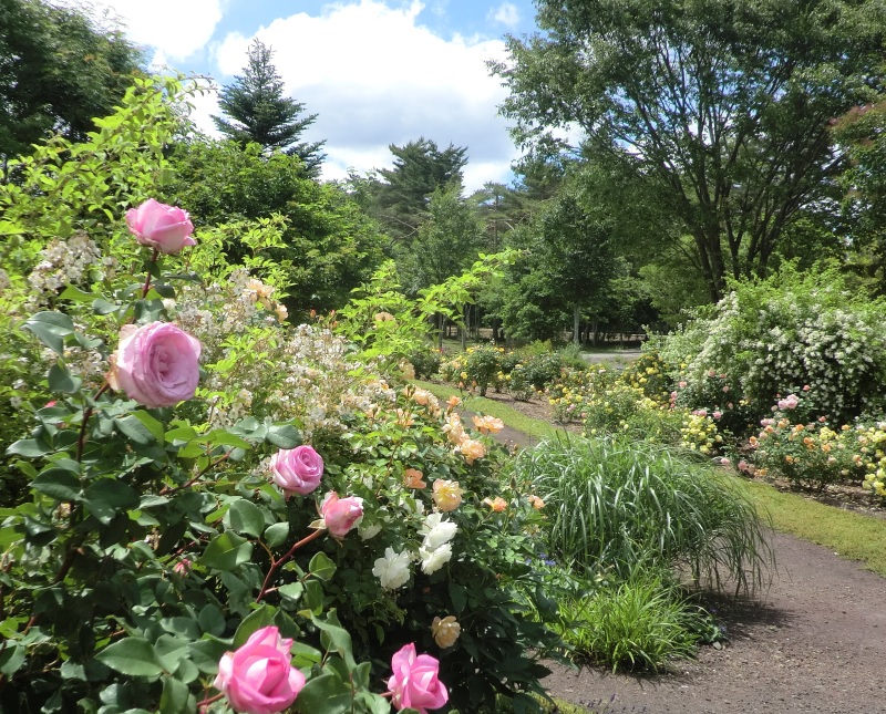 サラダファーム