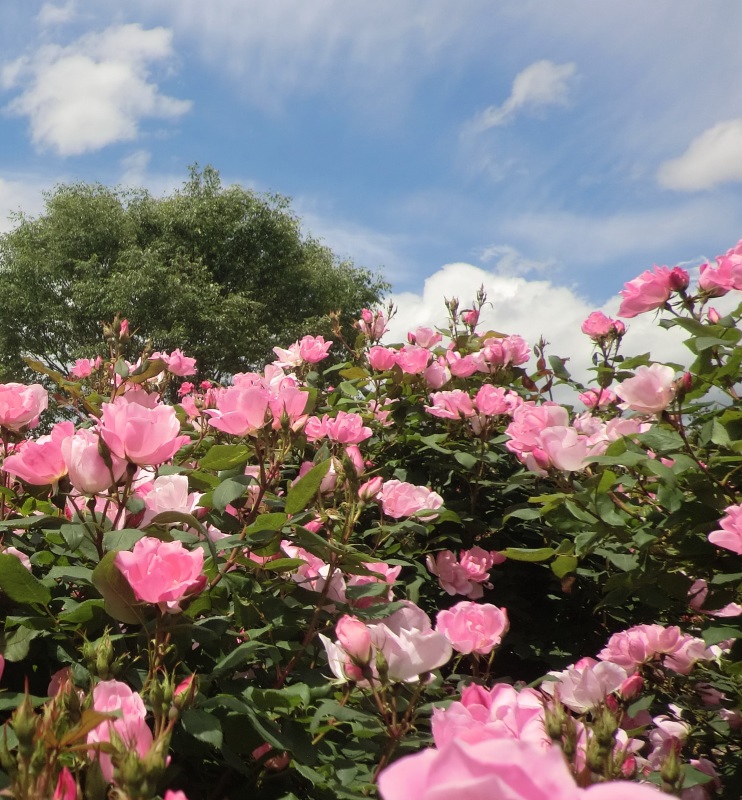 サラダファーム