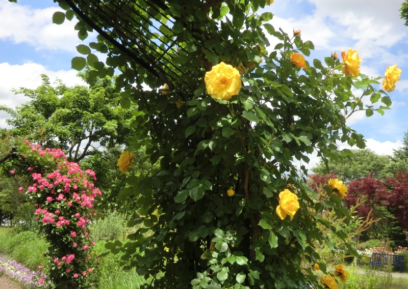 サラダファーム