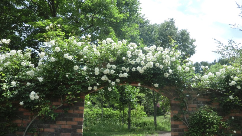 サラダファーム