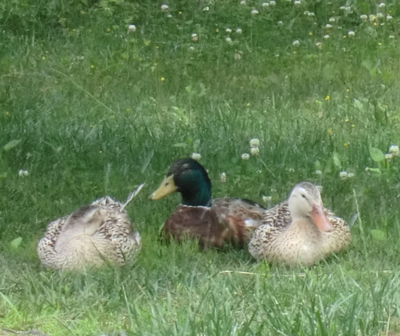 サラダファーム