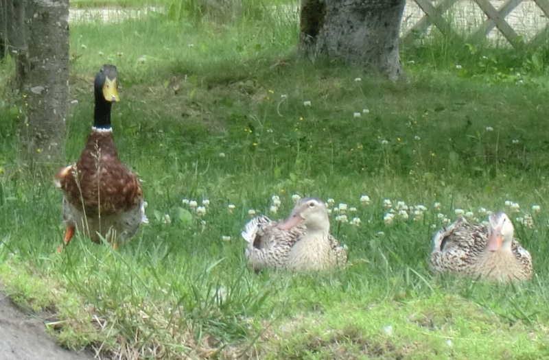 サラダファーム