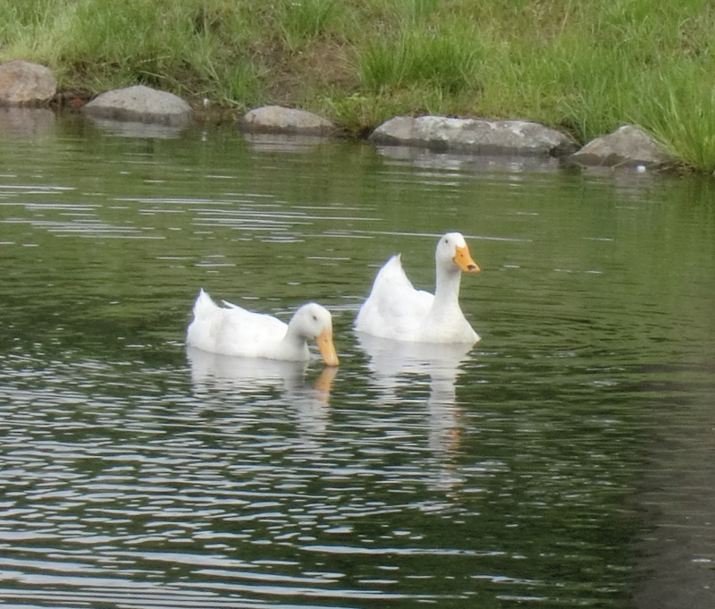 サラダファーム