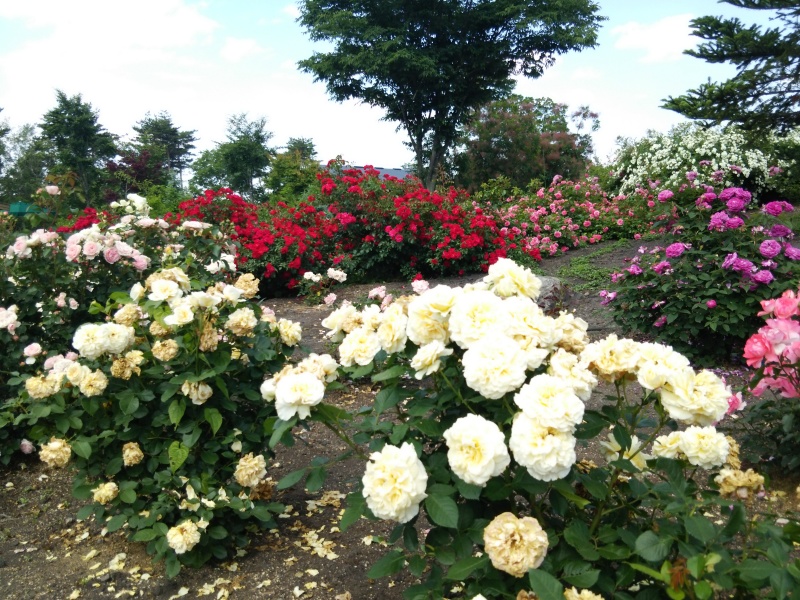 サラダファーム