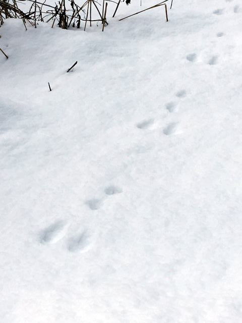 ノウサギの足跡